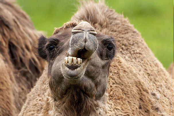 Camel's Teeth
